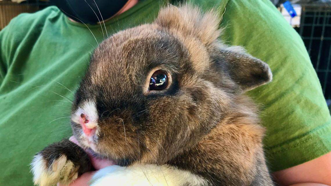 Need some bunny to love? Pongo the handsome rabbit is looking for a new home
