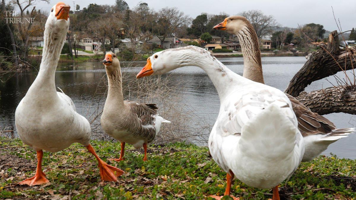 Geese work out their pecking order as they enjoy the almost full Atascadero Lake after years of dry status in February 2017.