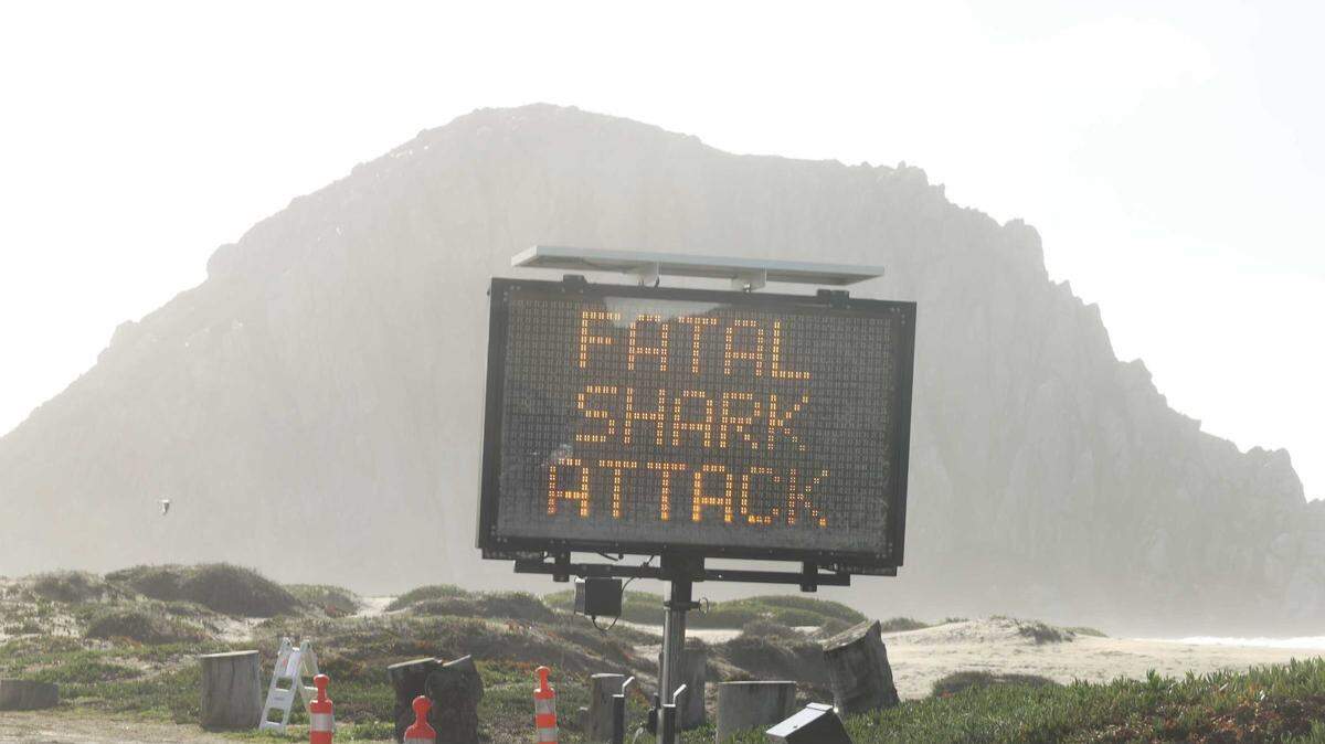 Deadly Morro Bay shark attack leaves surfing community in shock