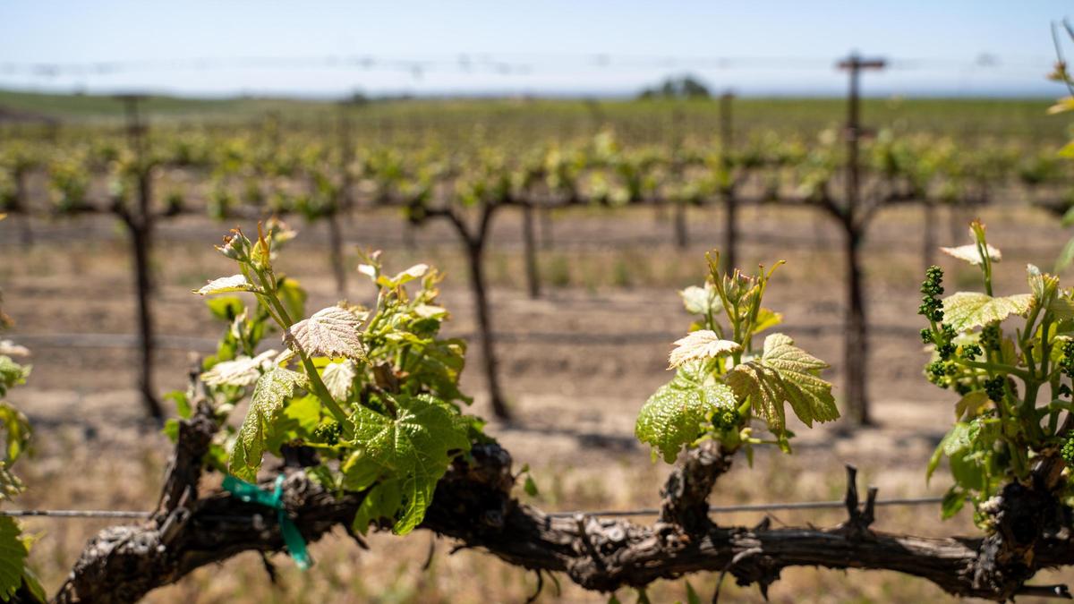Villa San-Juliette’s 100-acre vineyard produces 12 varietals of wine, and features a fully operational winery, tasting room and two large barrel rooms, pictured Friday, May 2, 2025.