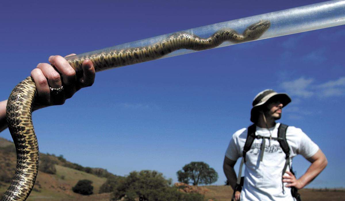 Cal Poly biology professor Emily Taylor holds a female Northern Pacific rattlesnake that she put in a tube so it could be handled safely as research associate Marty Feldner looks on.