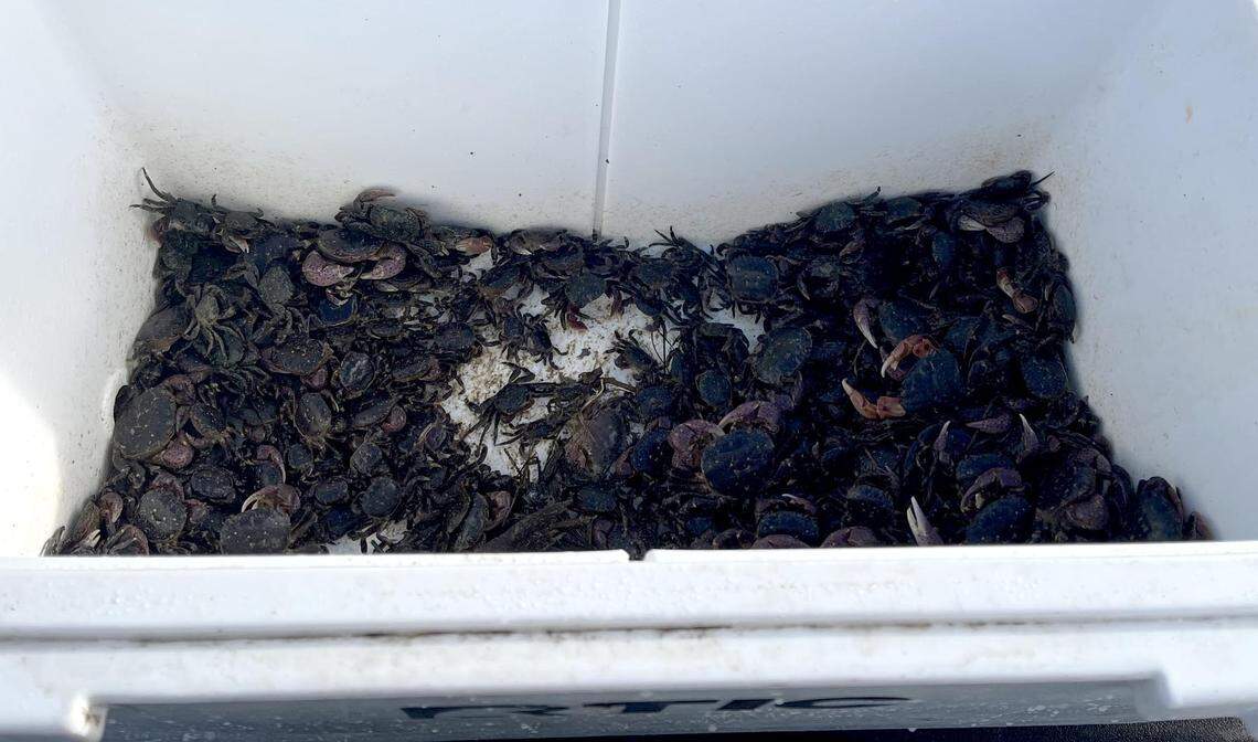Two people were cited after a state Fish & Wildlife officer caught them harvesting hundreds of striped shore crabs at Estero Bluff State Park. The pair had collected 351 crabs, exceeding the legal limit by 281. The crabs were returned to the ocean.
