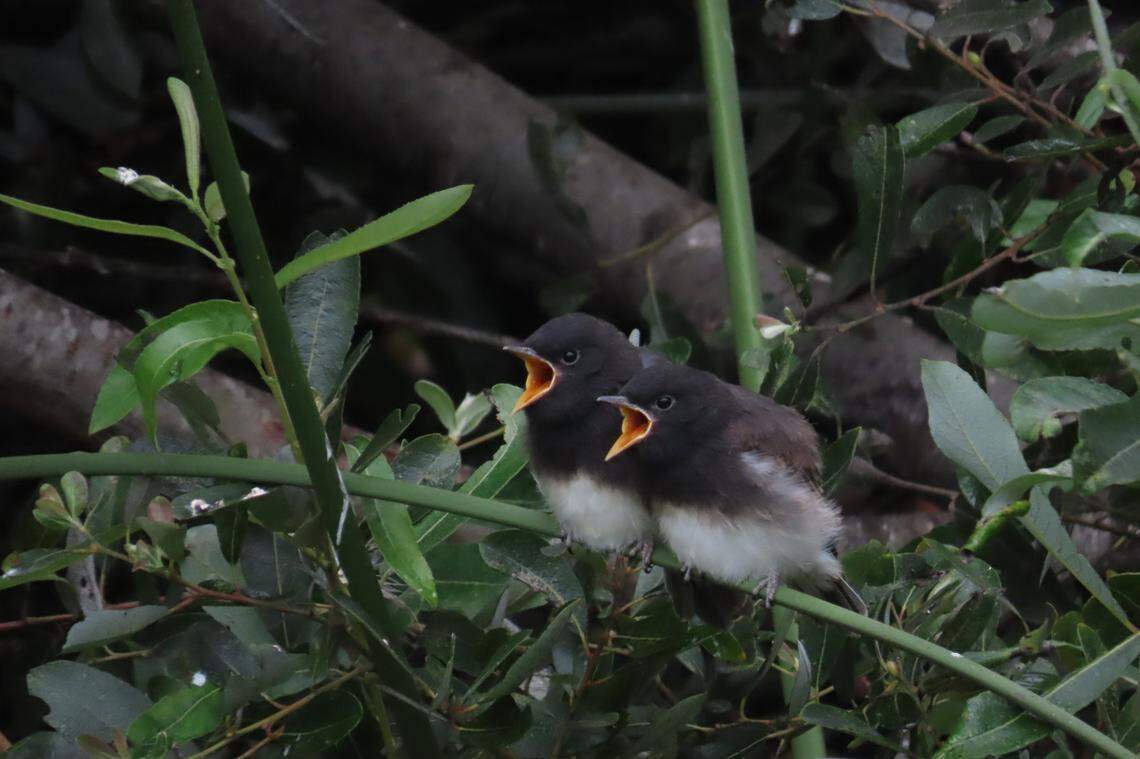 When Fledglings Leave Nests: Crucial Insights for Wildlife Lovers