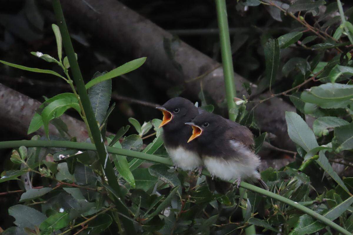Two recently fledged black phoebes are seen in San Luis Obispo County.