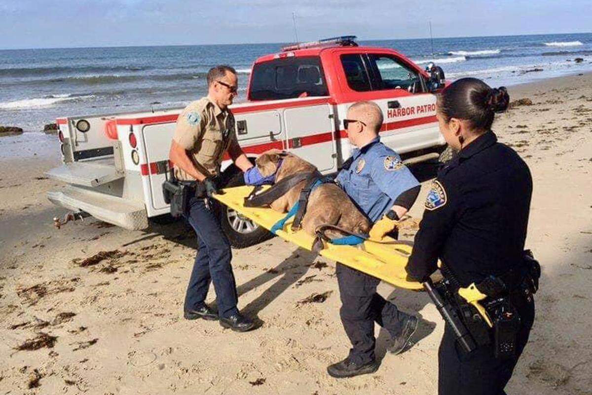 Emergency personnel rescue Lucas, a dog that was severely injured in a Santa Barbara cliff fall in July.