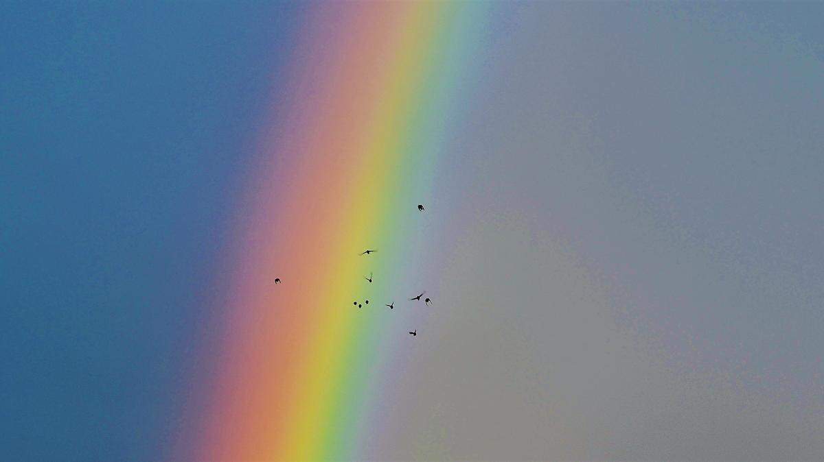 PG&E photographer John Lindsey took this photo of birds flying near a rainbow.