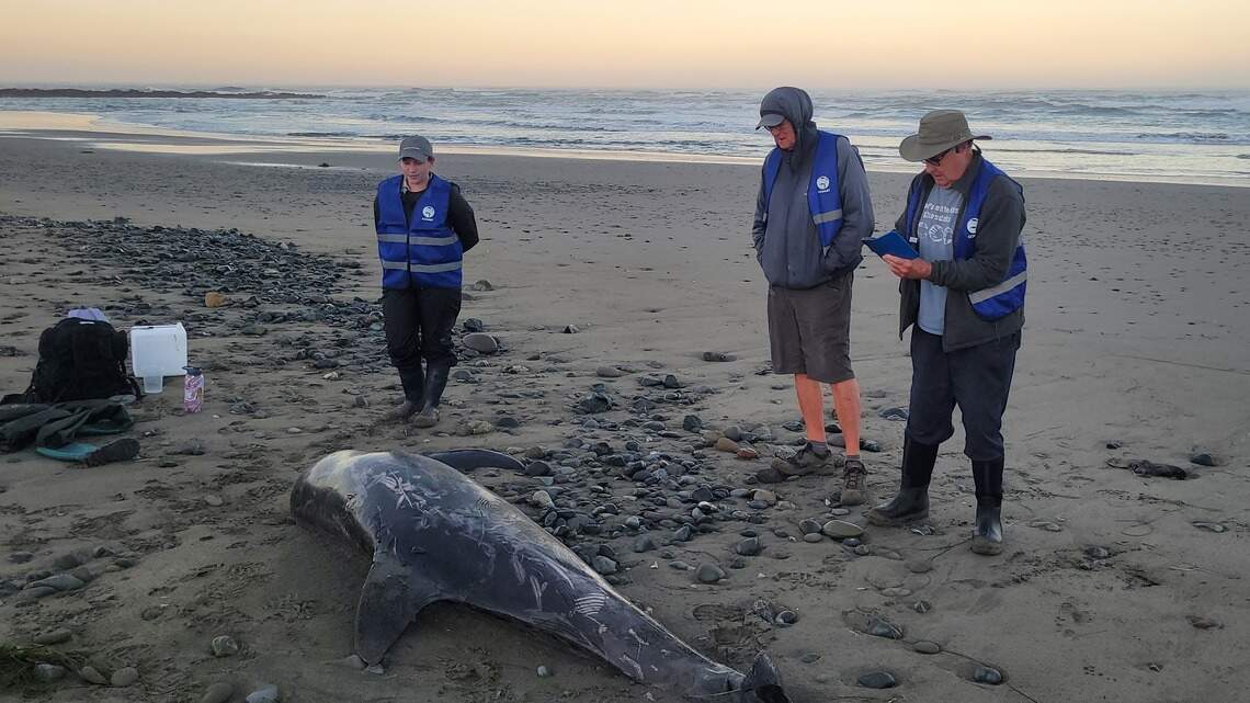 Nonprofit monitors dead sea animals that show up on Central Coast shores. Why?