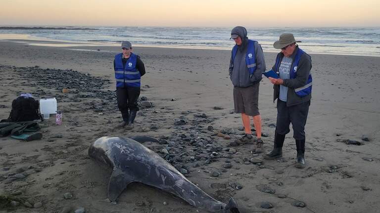 Nonprofit monitors dead sea animals that show up on Central Coast shores. Why?