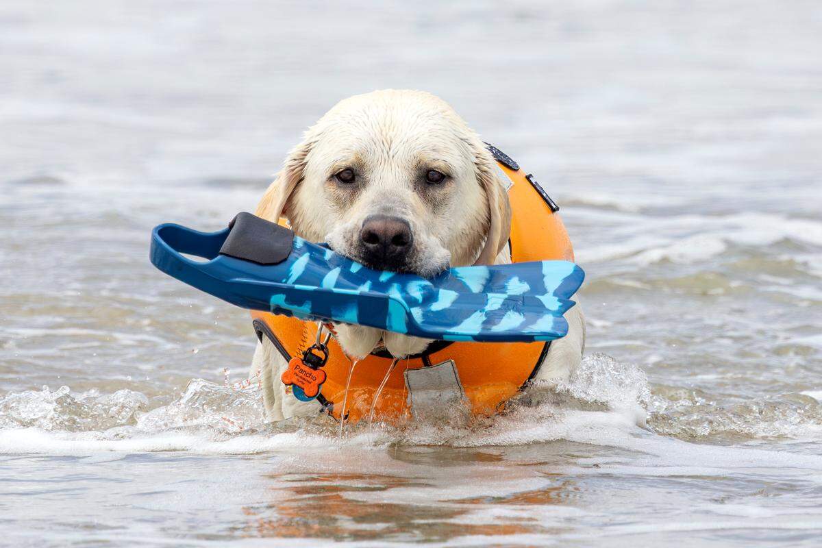 The World Dog Surfing Championships Exhibition Tour took over Pismo Beach on May 2, 2026. Labrador Pancho retrieves a fin from surf.