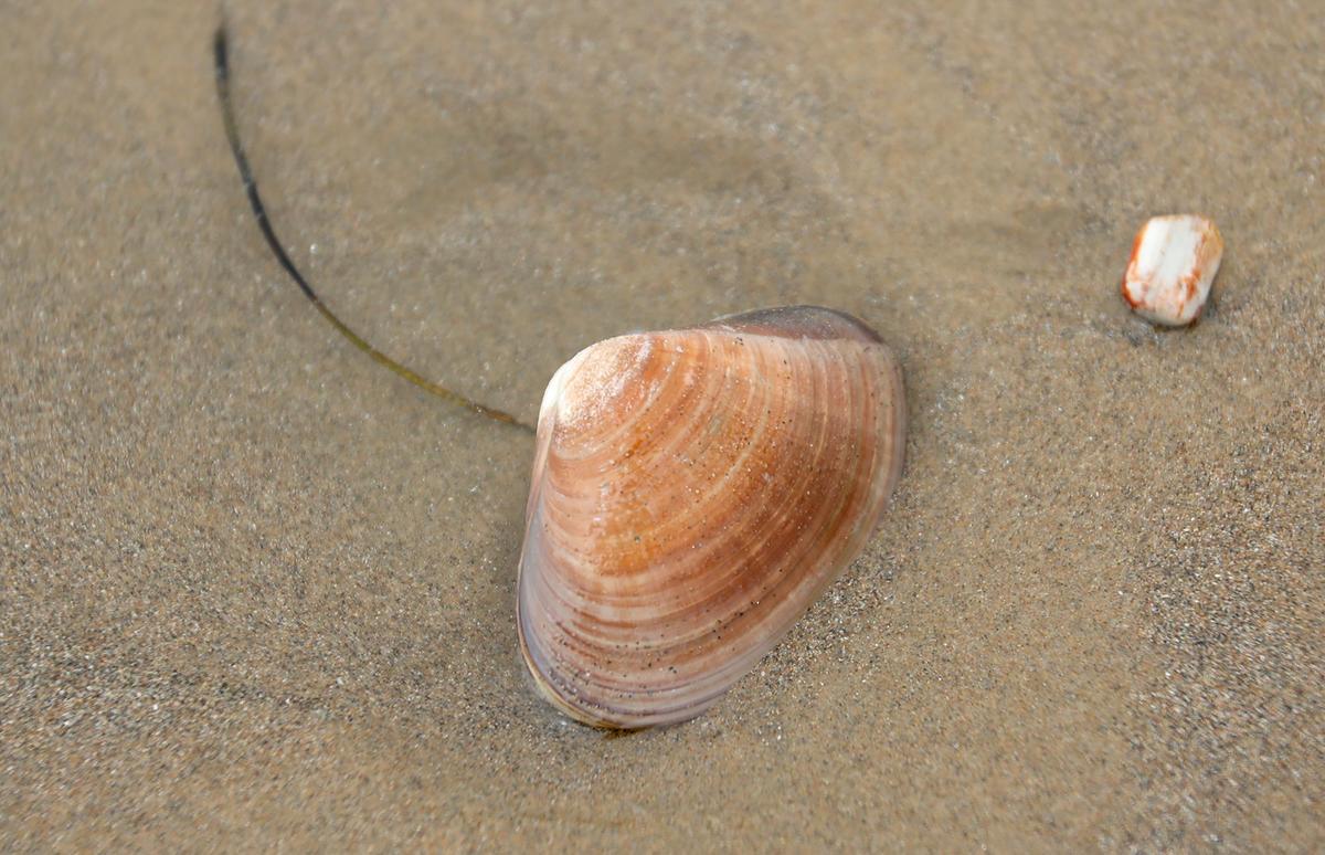 Hundreds of Pismo clams are surfacing on SLO County beaches. Dozens of seagulls were seen north of Pismo Beach Pier and at Oceano Dunes SVRA have a feast on Friday, Sept. 8, 2023.