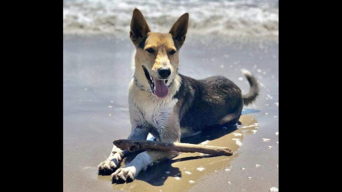 After a harrowing week in the Sierra wilderness, Jackson may be just a beach dog now.