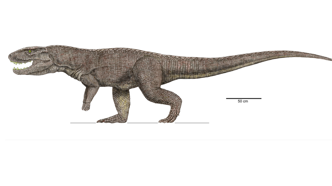 This Postosuchus, distantly related to the crocodile, may have been responsible for the bite marks that lasted 200 million years, experts say.