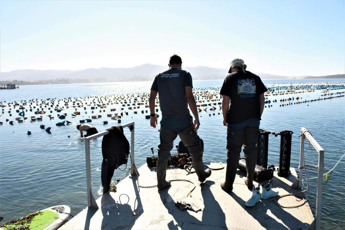 Kevin Johnson, left, and Shannon Baldwin, right, get ready to hop into the water on Nov. 22 to place 500 native Olympia oysters in the Morro Bay estuary.