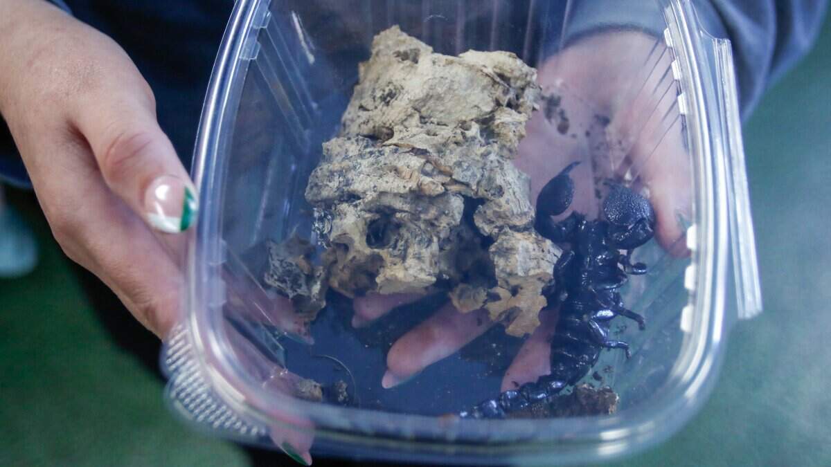 Customer Charlotte Hight holds an emperor scorpion that she purchased at BK’s Reptiles and Zoo on Friday, June 12, 2026. BK’s opened in Grover Beach in May, carrying reptile products and offering zoo tours.