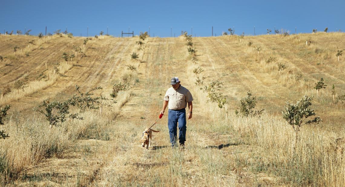 Tim Boatman is attempting the notoriously difficult task of growing Périgord black truffles on the roots of oak trees on his small Templeton farm.