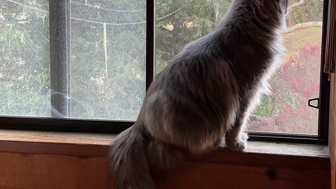 Need a giggle? Here’s a midnight SLO County mystery with a feathery surprise