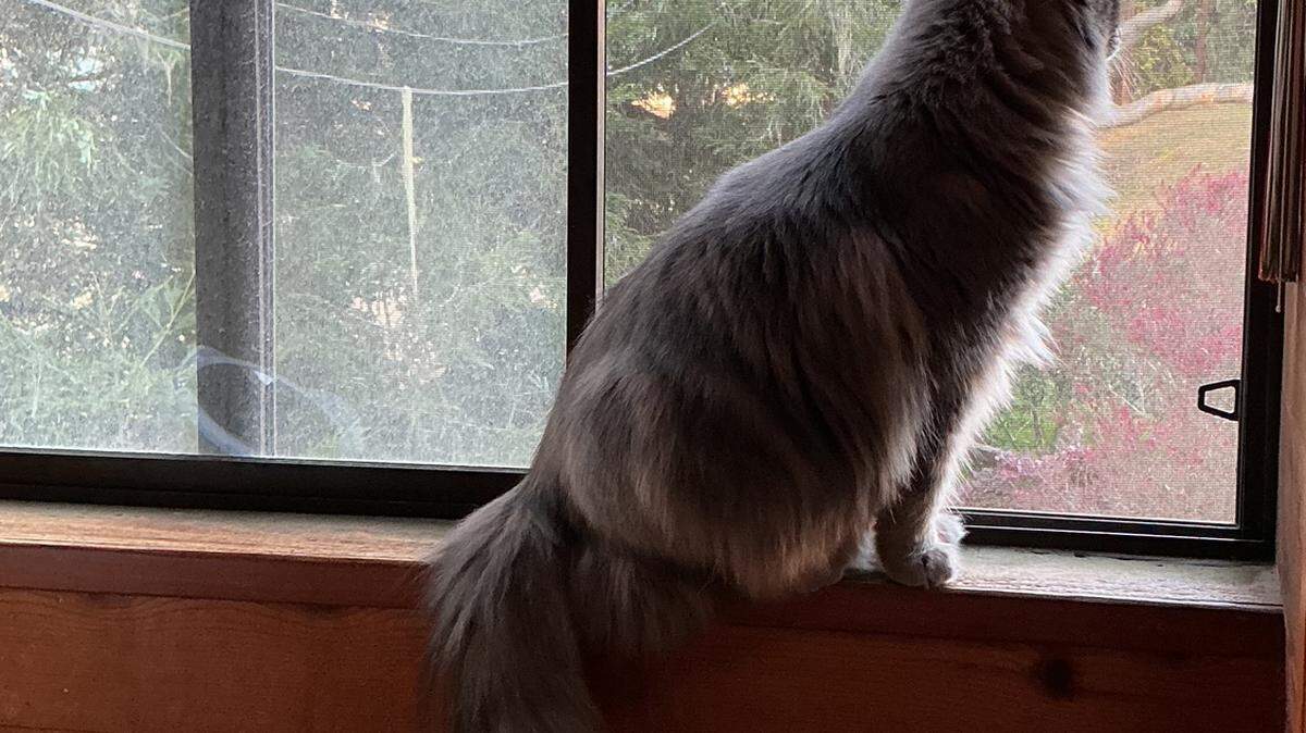 Kathe Tanner, columnist for The Tribune, is still laughing about a nighttime episode that scared Mochi, a Cambria kitty, and his mom, who wants to remain anonymous. What was it? They learned the answer the next morning, looking out the window.