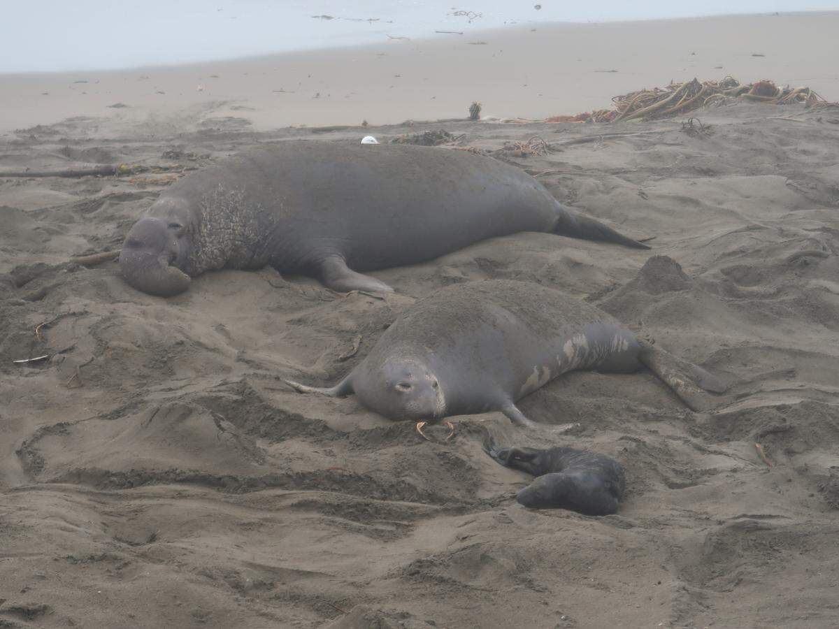 A beachmaster’s presence protects this mother elephant seal and pup from being annoyed by less dominant bulls at the Piedras Blancas rookery north of San Simeon.