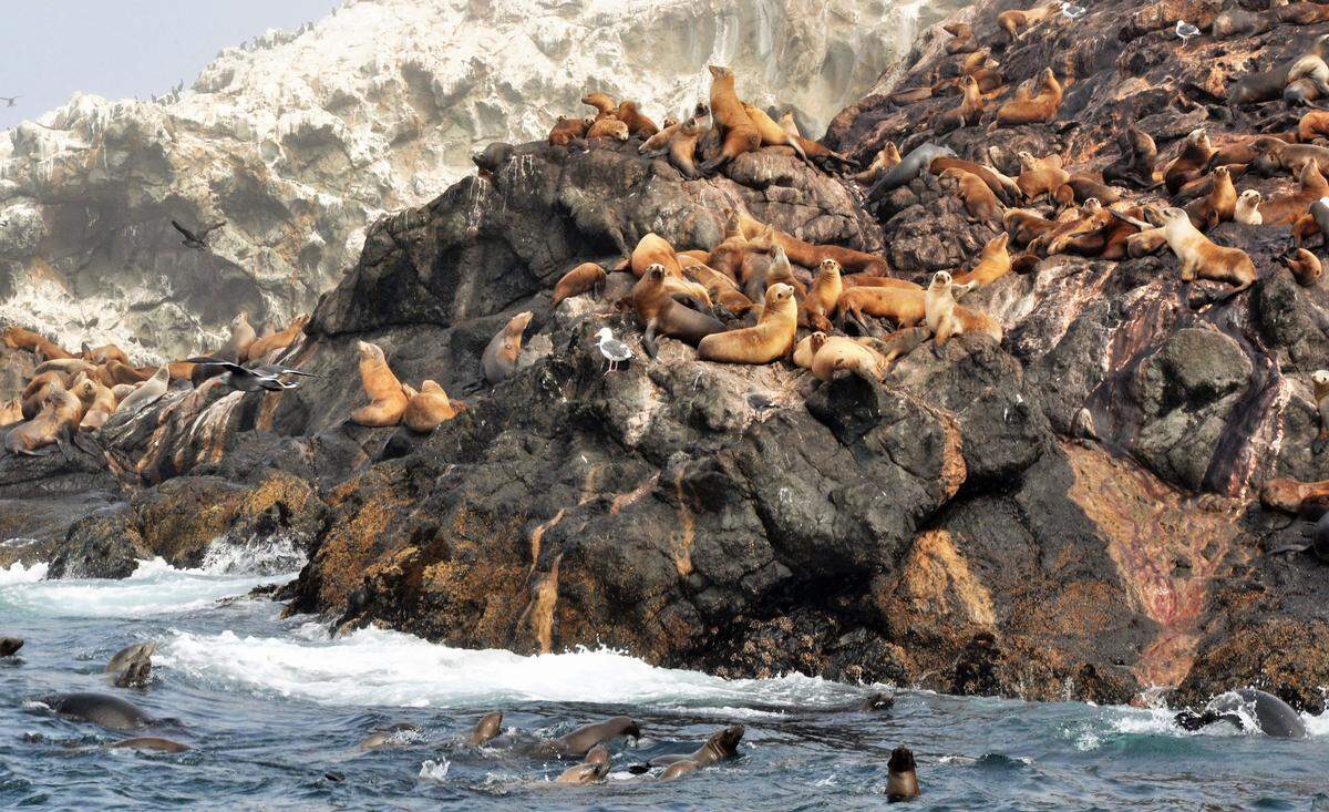 Seals on Lion Rock, an island just north of Diablo Canyon Power Plant.