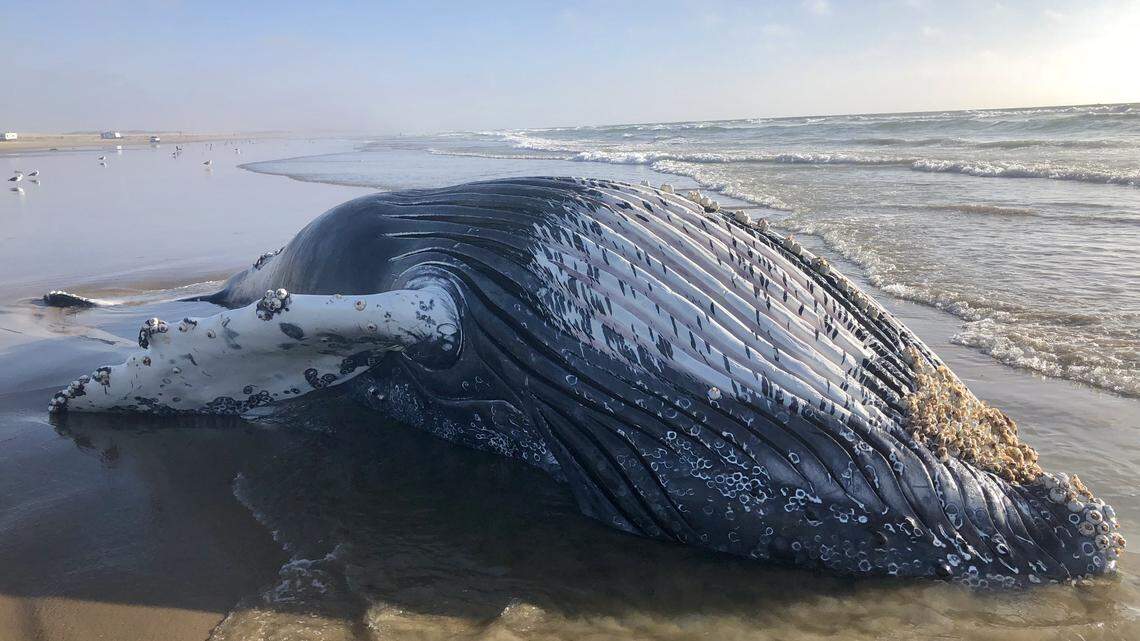 A juvenile humpback whale washed up on the beach near the Oceano Dunes on Monday afternoon.