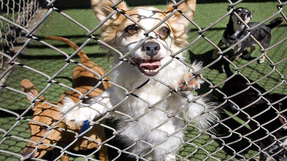 Dogs out for their afternoon exercise Thursday, July 3, get excited as visitors pass by at the San Luis Obispo County animal shelter, whose dog kennels are full ahead of the Fourth of July holiday, when even more dogs are expected to arrive.