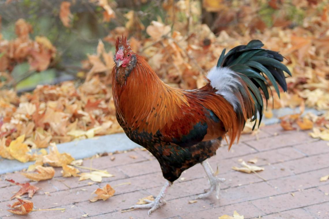 A feral rooster struts his stuff in the Village of Arroyo Grande.