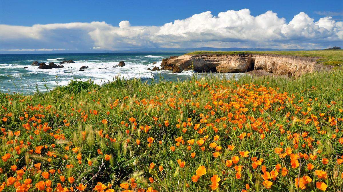 California golden poppies bloom along the Pecho Coast.