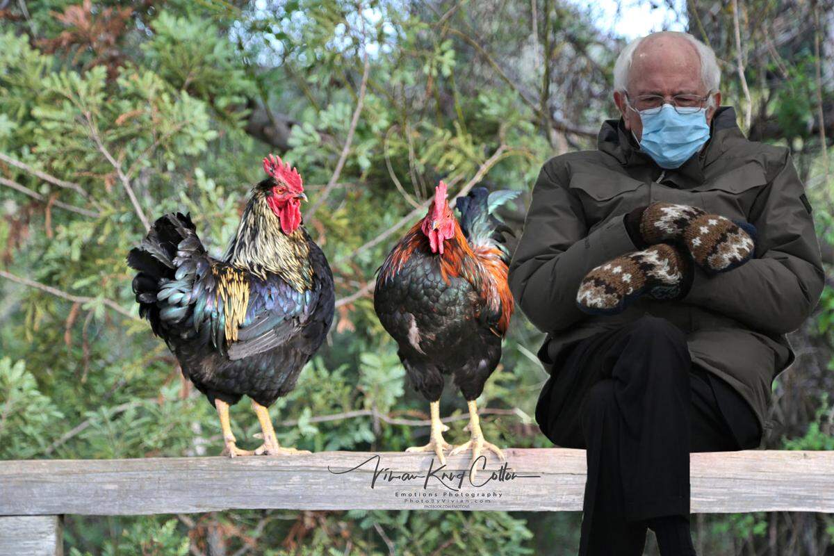 Sanders sitting with the roosters in the Village of Arroyo Grande. 