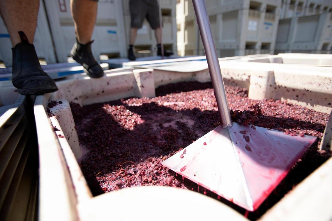 Associate winemaker Adrian Perez “punches down the grapes” at McPrice Myers Wines in Paso Robles on Thursday, Sept. 1, 2022, breaking up the cap of skins and solids that forms over fermenting red wine.