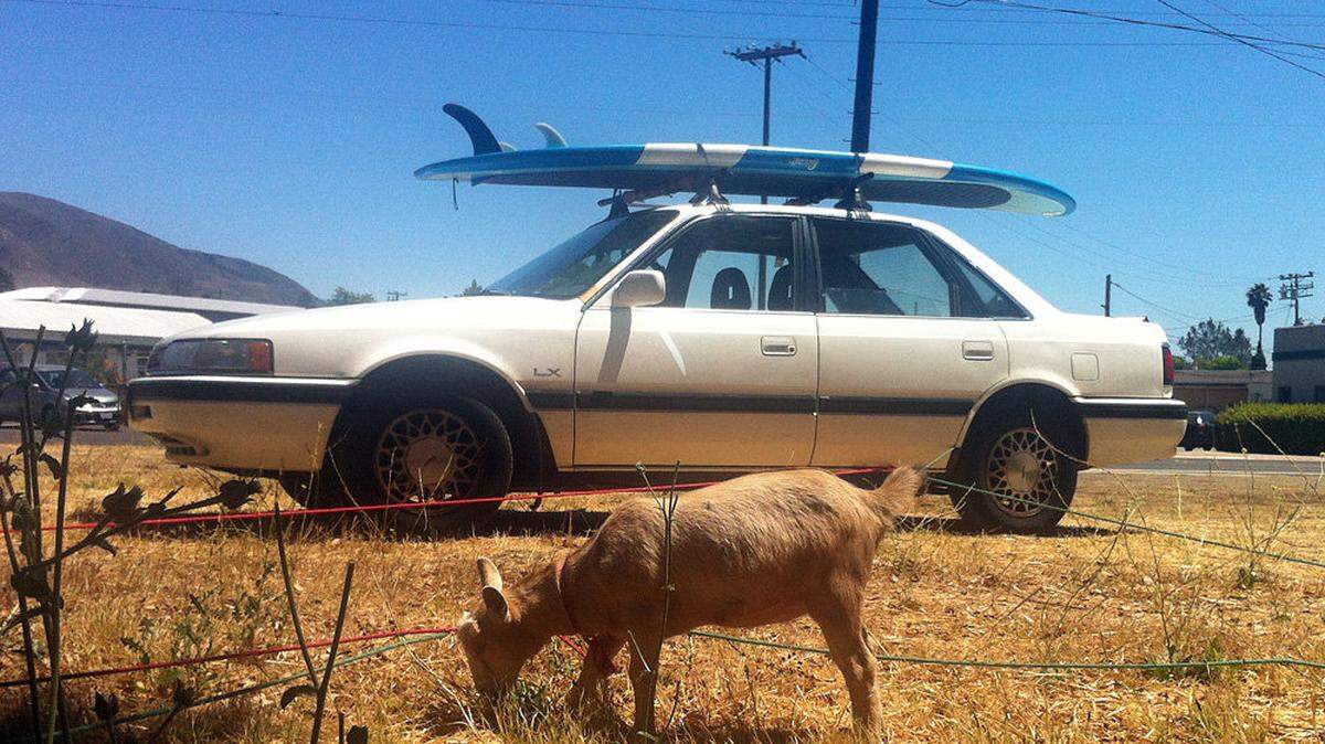One of Dana McGregor's four goats nibbles on dry grass in a lot on Higuera Street in San Luis Obispo on Friday. McGregor drives the goats to surf sessions and soccer camps in the back of his white Mazda.