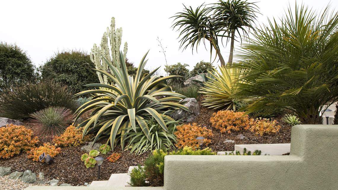 Vince and Janet Marino garden in Morro Bay.