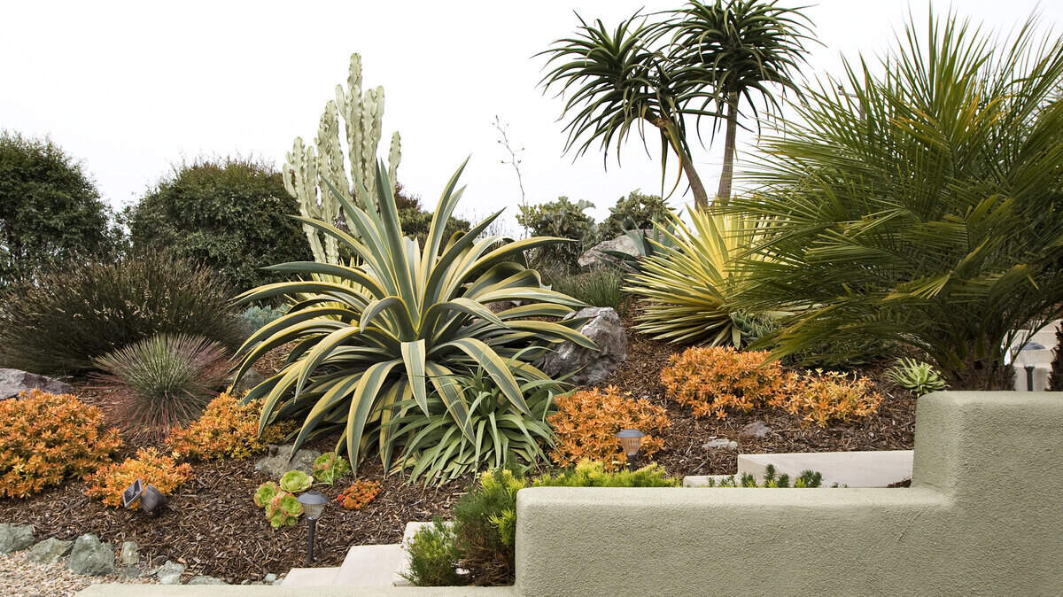 Vince and Janet Marino garden in Morro Bay.
