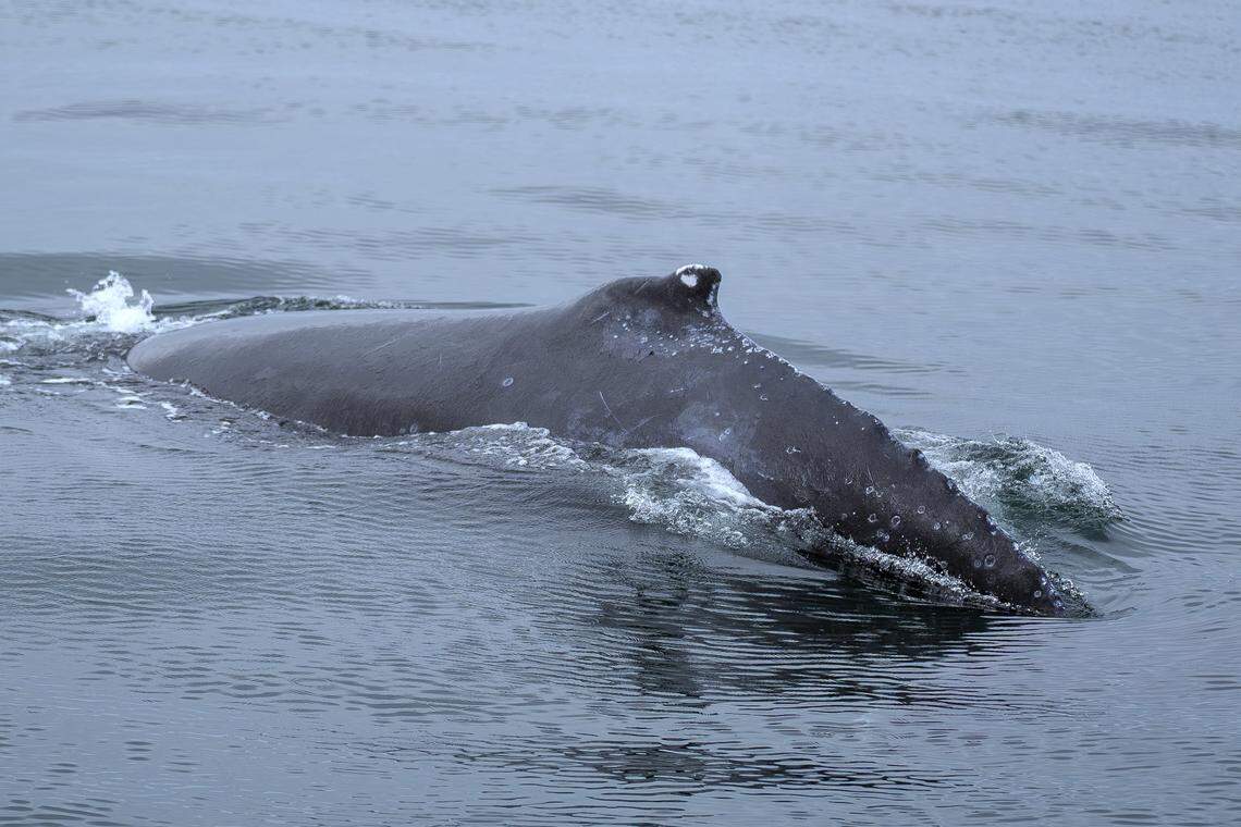 A humpback whale comes to the surface for air around a mile from the coast of Morro Bay on Monday, Sept. 29, 2025. Humpback whales can be seen in the waters of the Pacific Ocean near San Luis Obispo County from April through November during their migration.