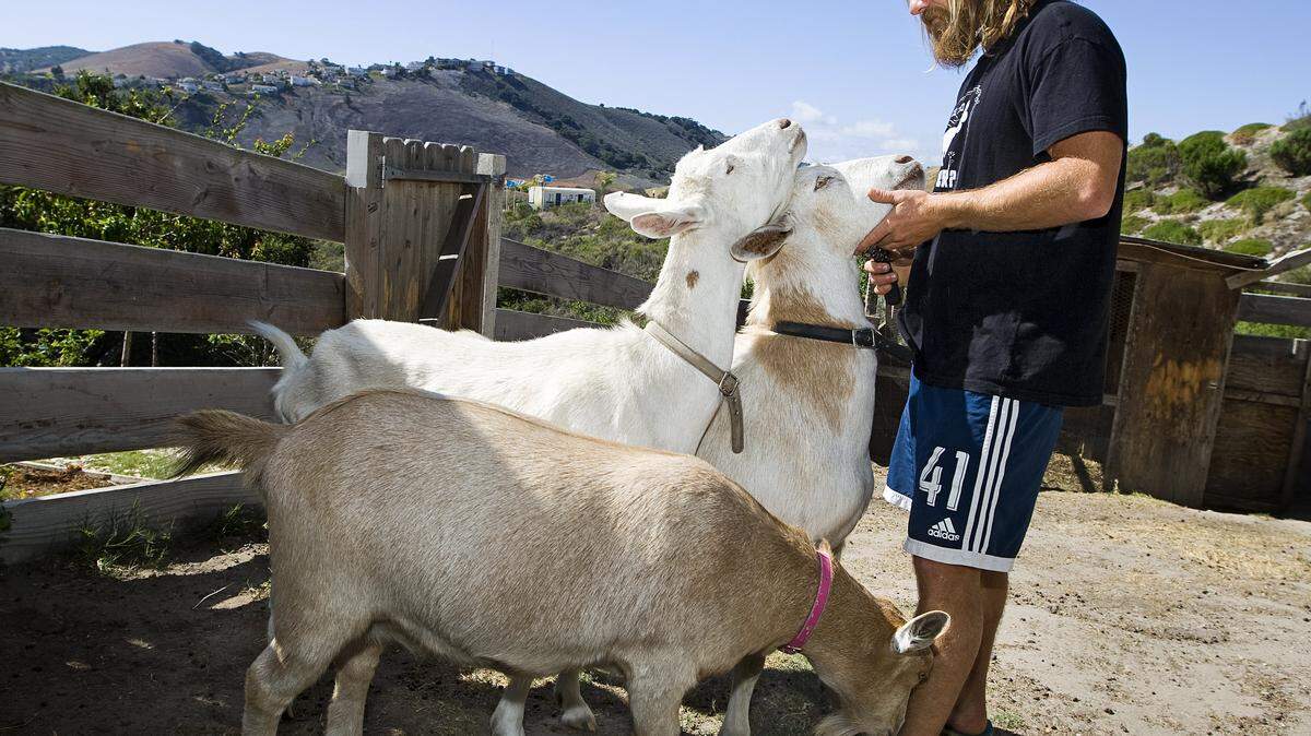 Dana McGregor with his three goats — Goatee, top, Pismo and Grover — at his home in Pismo Beach.