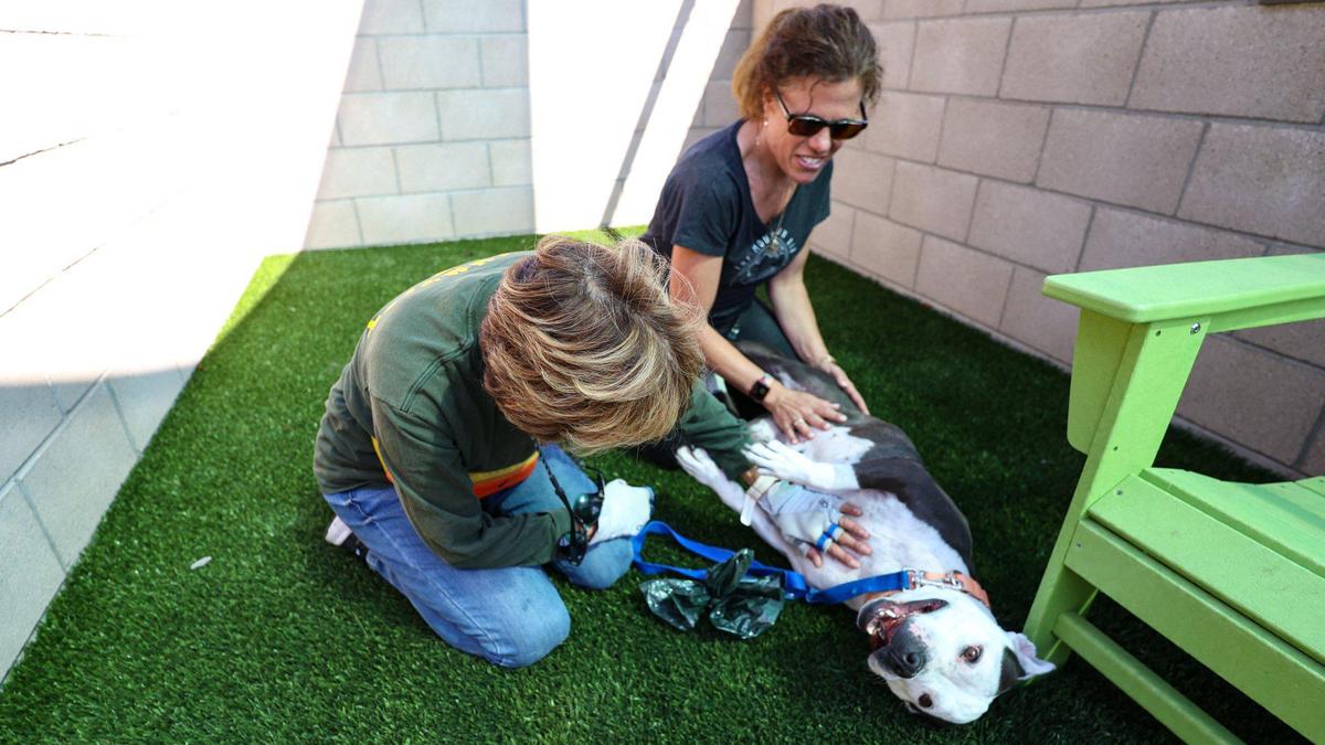Volunteers M.J. Leimer, left, and Hallie Webster give Winnie some time outside the kennel at San Luis Obispo County’s new Animal Services Center. The facility will provide a better experience for animals, clients and staff and replaces an outdated building that dates to the 1970s.