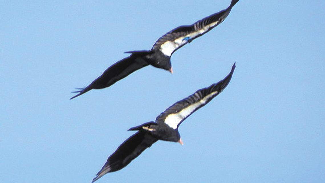These are two of three or four California condors seen soaring over Hearst Castle at about 7:30 a.m. April 18. Another sighting was reported near Diablo Canyon on May 7.