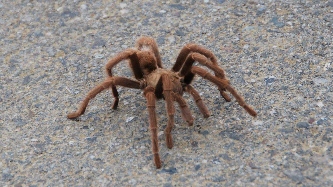 Think Africa’s great migrations are impressive? Check out Cambria’s backcountry