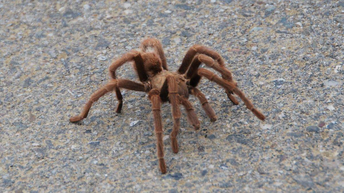 Tarantulas are among the many species that migrate through Cambria’s backcountry.