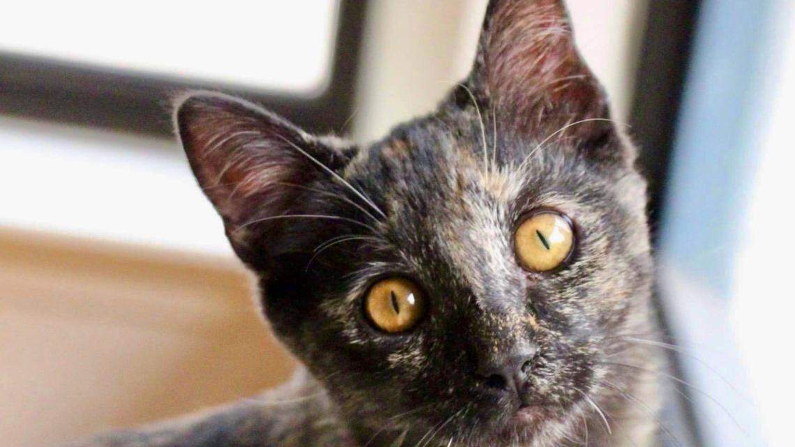 Pigeon the cheerful kitten chirps like a bird — and she’s looking for a new home