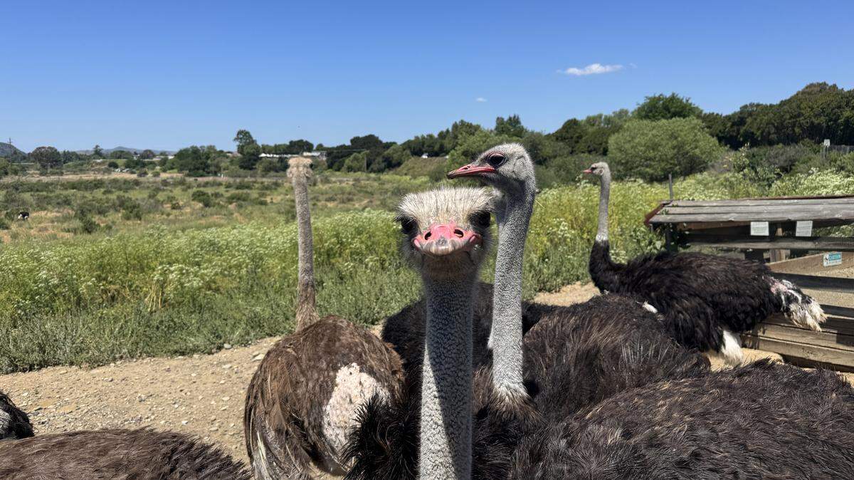 An ostrich looking into the camera with multiple ostriches behind him.
