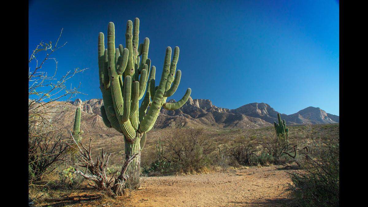 This is what the cactus looked like before it fell this month, due to heavy rain.