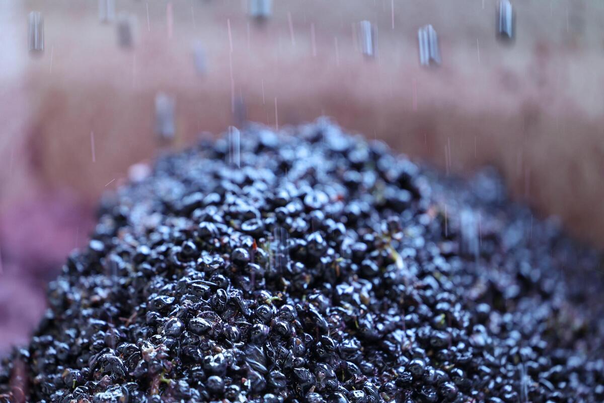 Petite Sirah grapes are destemed after an early morning pick. Wolff Vineyards is in the midst of the season’s grape harvest in the Edna Valley Nov. 1, 2023.