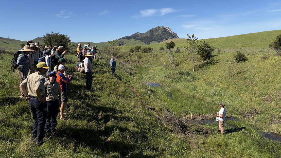 Beavers can’t live in this SLO creek. So volunteers are making their own dams