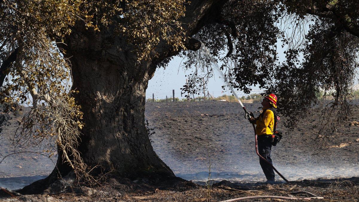 Firefighter from Five Cities Fire Agency sprays an oak tree near Highway 101 at the over 20 acre Tefft Fire.