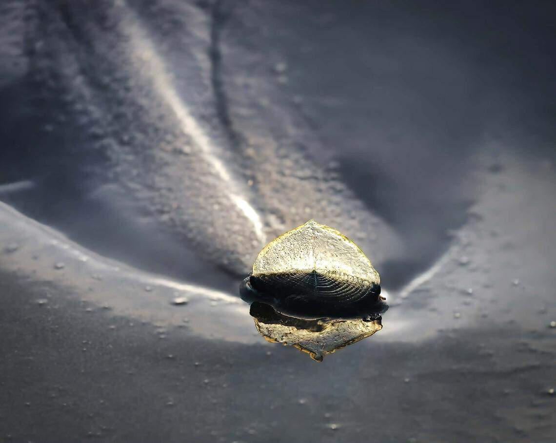 By-the-wind sailors washed up on San Luis Obispo County beaches in April 2026.
