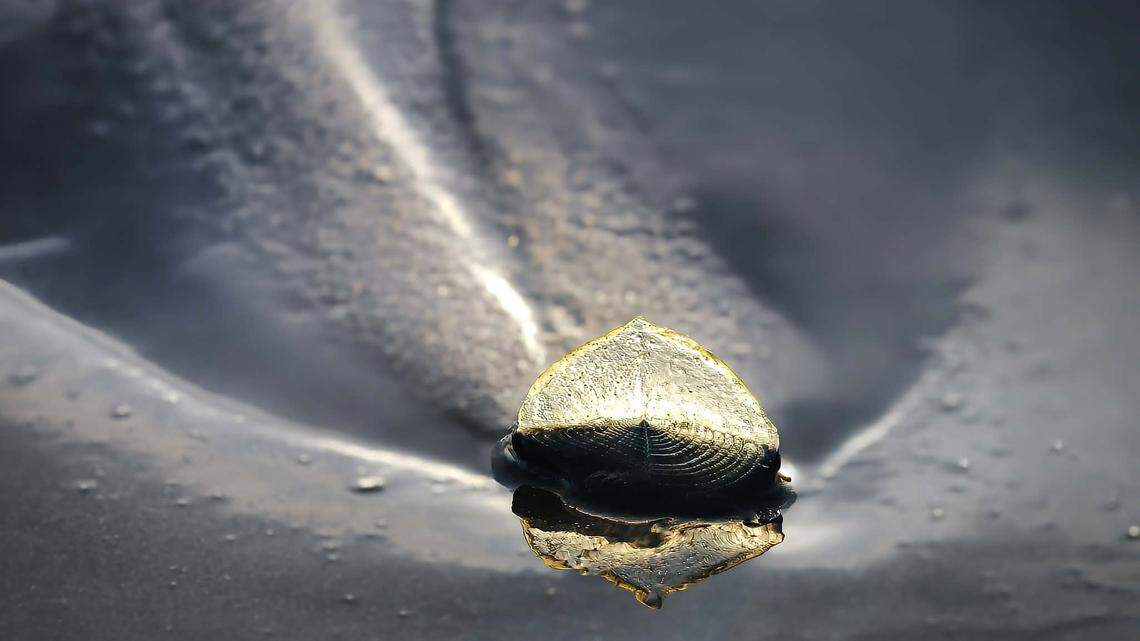 Jellyfish-like sea creatures wash up on SLO County beaches. Here’s what they are