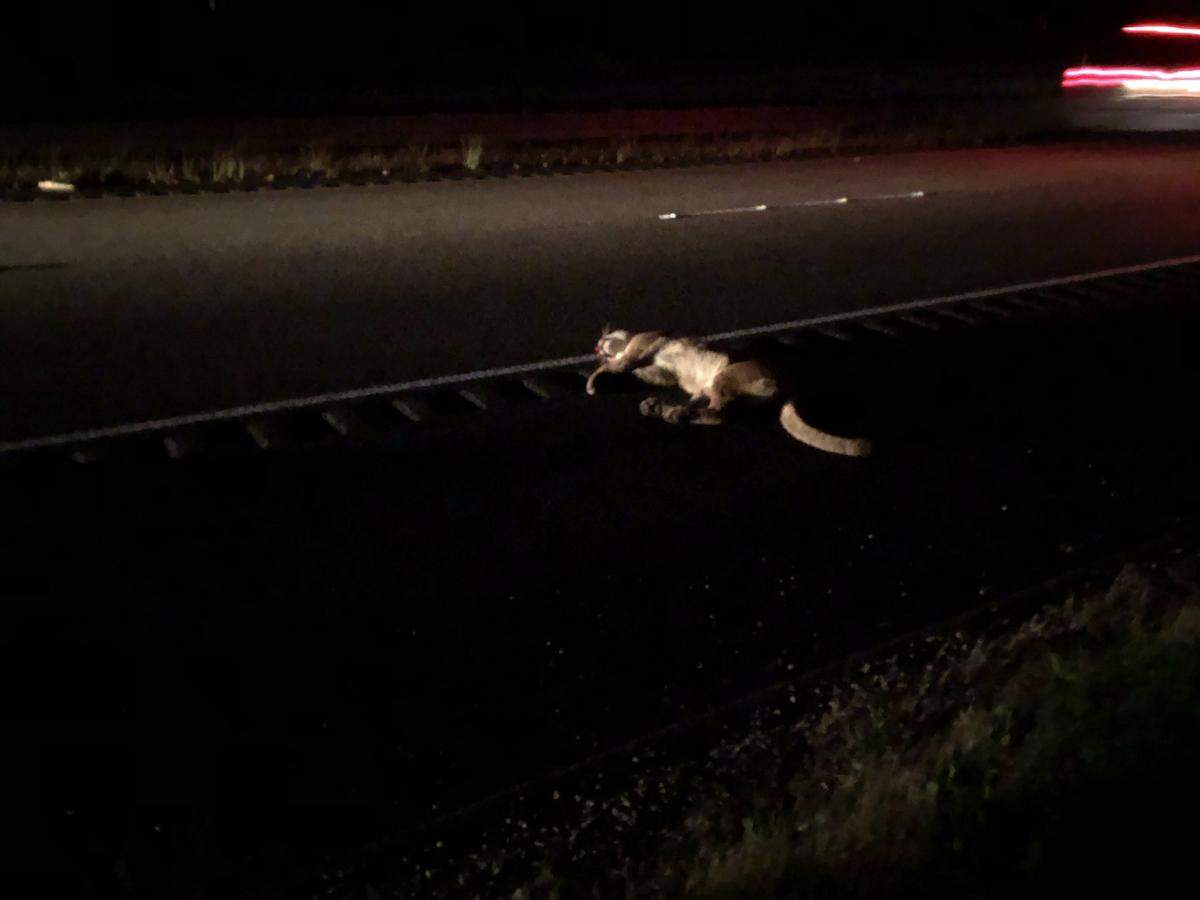 A young adult male cougar was hit and killed on Highway 101 near San Luis Obispo on April 26, 2018.
