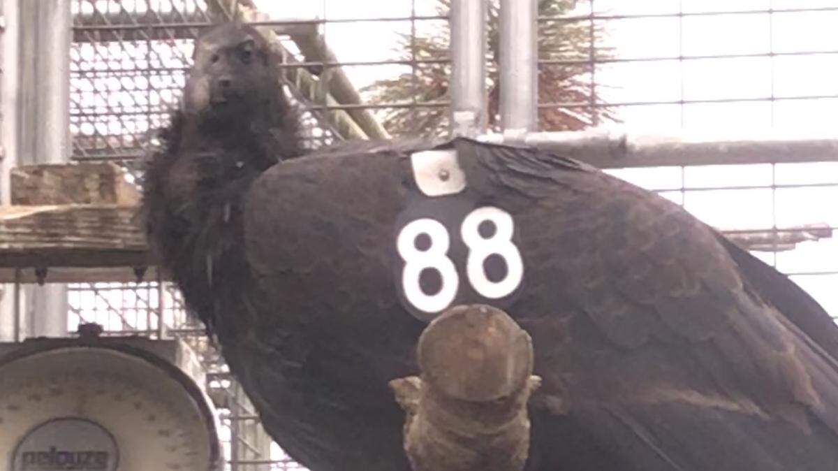 The California condor named “Cedric” – released Dec. 28, 2018 – is the fourth juvenile from a cohort of six of the giant birds to be set free from the mountains above San Simeon since November.