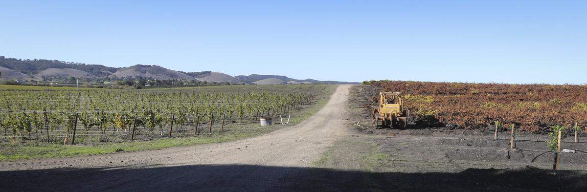 Jim McGarry, owner-vineyard manager with Pacific Coast Farming shows visitors around farming operations on Out. 29, 2025. On left is chardonnay vineyard, at right lemons and back right is a vineyard being ripped out and replaced.