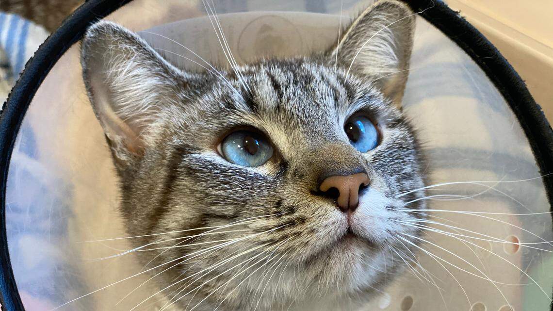 Kiko the cat has ‘gorgeous blue eyes’ and a loving nature. He needs a new home